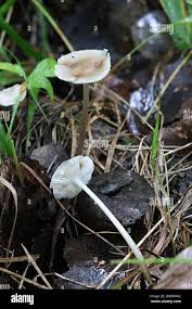 Attēlu rezultāti vaicājumam “Mycena zephirus”