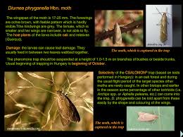 Attēlu rezultāti vaicājumam “Aphelia paleana”