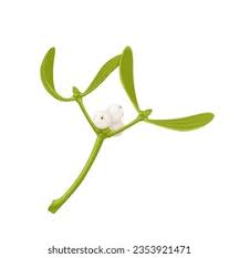 Attēlu rezultāti vaicājumam “Viscum album”