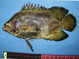 Image result for Lobotes surinamensis