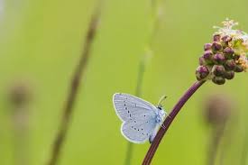 Attēlu rezultāti vaicājumam “Cupido minimus”
