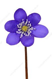 Attēlu rezultāti vaicājumam “Hepatica nobilis”