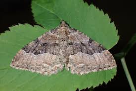 Attēlu rezultāti vaicājumam “Cerastis leucographa”