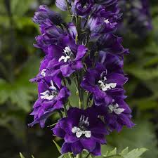 Image result for Delphinium