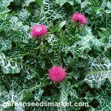 Attēlu rezultāti vaicājumam “Silybum marianum fruit”