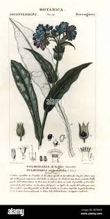 Attēlu rezultāti vaicājumam “Pulmonaria angustifolia fruit”