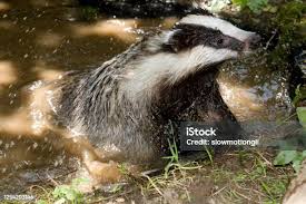 Attēlu rezultāti vaicājumam “Meles meles adult”