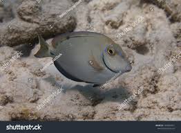 Image result for Acanthurus bahianus