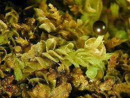 Attēlu rezultāti vaicājumam “Jungermannia hyalina”