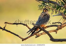 Attēlu rezultāti vaicājumam “Falco vespertinus”