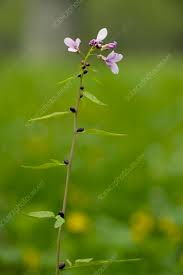 Attēlu rezultāti vaicājumam “Cardamine bulbifera”