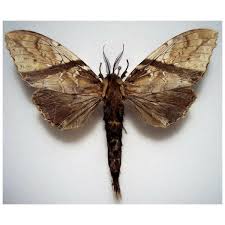 Attēlu rezultāti vaicājumam “Cossidae”