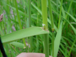Attēlu rezultāti vaicājumam “Phalaroides arundinacea”