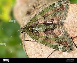 Attēlu rezultāti vaicājumam “Chloroclysta siterata”