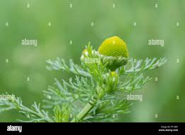 Attēlu rezultāti vaicājumam “Matricaria discoidea”