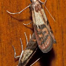 Attēlu rezultāti vaicājumam “Plodia interpunctella”