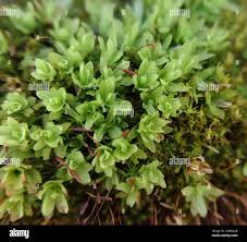 Attēlu rezultāti vaicājumam “Encalypta”