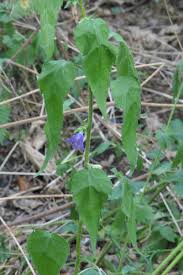 Attēlu rezultāti vaicājumam “Campanula trachelium leaf”