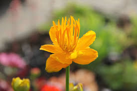 Image result for Trollblume