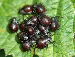 Attēlu rezultāti vaicājumam “Picromerus bidens”