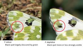 Attēlu rezultāti vaicājumam “Pontia edusa”