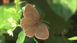 Attēlu rezultāti vaicājumam “Aphantopus hyperantus”