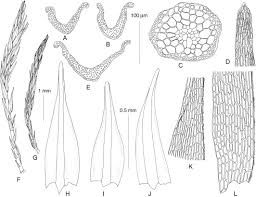 Attēlu rezultāti vaicājumam “Pleuridium subulatum sporophyte”