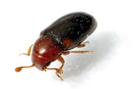 Attēlu rezultāti vaicājumam “Dacne bipustulata”