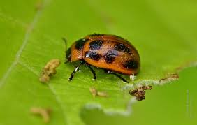 Attēlu rezultāti vaicājumam “Gonioctena viminalis”