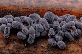 Attēlu rezultāti vaicājumam “Physarum compressum stalked”