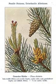 Attēlu rezultāti vaicājumam “Pinus sylvestris var. borussica”