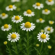 Attēlu rezultāti vaicājumam “Matricaria chamomilla”