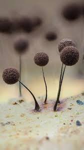 Attēlu rezultāti vaicājumam “Comatricha sp.”