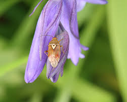 Attēlu rezultāti vaicājumam “Lygus pratensis nymph”