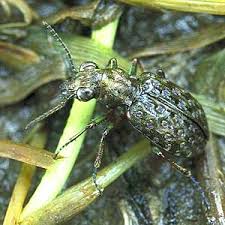 Attēlu rezultāti vaicājumam “Elaphrus cupreus”