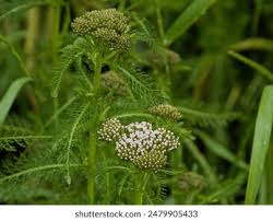 Attēlu rezultāti vaicājumam “Achillea millefolium bud”