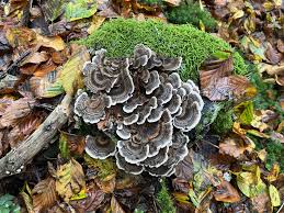 Attēlu rezultāti vaicājumam “Trametes versicolor”