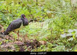 Attēlu rezultāti vaicājumam “Ciconia nigra adult”