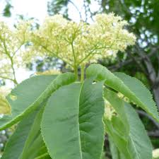 Attēlu rezultāti vaicājumam “Sambucus nigra leaf”