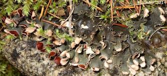 Attēlu rezultāti vaicājumam “Peltigera polydactylon”