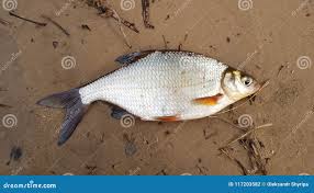 Image result for Blicca bjoerkna