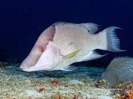 Image result for Lachnolaimus maximus