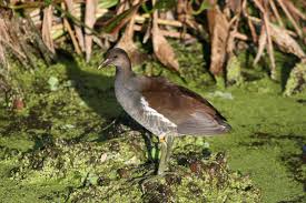 Attēlu rezultāti vaicājumam “Gallinula chloropus juvenile”