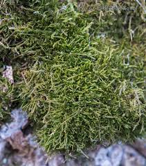 Attēlu rezultāti vaicājumam “Pseudoleskeella nervosa”