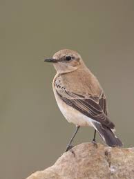 Attēlu rezultāti vaicājumam “Oenanthe oenanthe female”