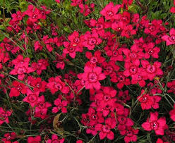 Image result for Steinnelke