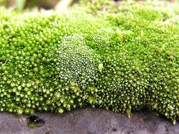 Attēlu rezultāti vaicājumam “Bryum caespiticium”