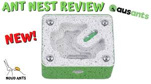 Image result for ytong ants