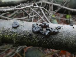 Attēlu rezultāti vaicājumam “Exidia truncata”