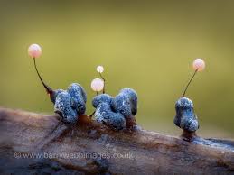 Attēlu rezultāti vaicājumam “Physarum compressum stalked”